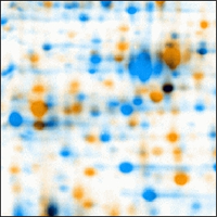 Dual View Unwarped Dual View Unwarped